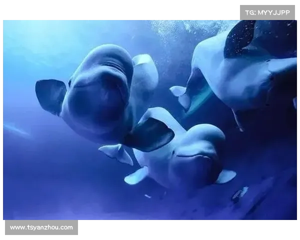 海马领航,畅游游戏海洋 海马领航,畅游游戏海洋